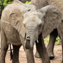 ZMB EAS SouthLuangwa 2016DEC09 KapaniLodge 042 : 2016, 2016 - African Adventures, Africa, Date, December, Eastern, Kapani Lodge, Mfuwe, Month, Places, South Luanga, Trips, Year, Zambia