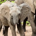 ZMB EAS SouthLuangwa 2016DEC09 KapaniLodge 043 : 2016, 2016 - African Adventures, Africa, Date, December, Eastern, Kapani Lodge, Mfuwe, Month, Places, South Luanga, Trips, Year, Zambia