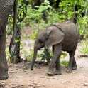 ZMB_EAS_SouthLuangwa_2016DEC09_KapaniLodge_044.jpg