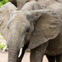 ZMB EAS SouthLuangwa 2016DEC09 KapaniLodge 045 : 2016, 2016 - African Adventures, Africa, Date, December, Eastern, Kapani Lodge, Mfuwe, Month, Places, South Luanga, Trips, Year, Zambia