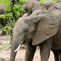 ZMB EAS SouthLuangwa 2016DEC09 KapaniLodge 046 : 2016, 2016 - African Adventures, Africa, Date, December, Eastern, Kapani Lodge, Mfuwe, Month, Places, South Luanga, Trips, Year, Zambia