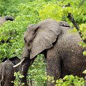 ZMB EAS SouthLuangwa 2016DEC09 KapaniLodge 047 : 2016, 2016 - African Adventures, Africa, Date, December, Eastern, Kapani Lodge, Mfuwe, Month, Places, South Luanga, Trips, Year, Zambia