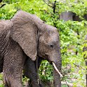 ZMB EAS SouthLuangwa 2016DEC09 KapaniLodge 048 : 2016, 2016 - African Adventures, Africa, Date, December, Eastern, Kapani Lodge, Mfuwe, Month, Places, South Luanga, Trips, Year, Zambia