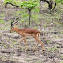 ZMB_EAS_SouthLuangwa_2016DEC09_KapaniLodge_049.jpg