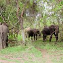 ZMB_EAS_SouthLuangwa_2016DEC10_KapaniLodge_007.jpg