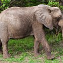 ZMB EAS SouthLuangwa 2016DEC10 KapaniLodge 009 : 2016, 2016 - African Adventures, Africa, Date, December, Eastern, Kapani Lodge, Mfuwe, Month, Places, South Luangwa, Trips, Year, Zambia