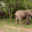 ZMB EAS SouthLuangwa 2016DEC10 KapaniLodge 011 : 2016, 2016 - African Adventures, Africa, Date, December, Eastern, Kapani Lodge, Mfuwe, Month, Places, South Luangwa, Trips, Year, Zambia