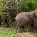 ZMB_EAS_SouthLuangwa_2016DEC10_KapaniLodge_012.jpg