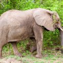 ZMB EAS SouthLuangwa 2016DEC10 KapaniLodge 013 : 2016, 2016 - African Adventures, Africa, Date, December, Eastern, Kapani Lodge, Mfuwe, Month, Places, South Luangwa, Trips, Year, Zambia