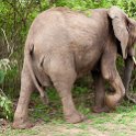 ZMB EAS SouthLuangwa 2016DEC10 KapaniLodge 014 : 2016, 2016 - African Adventures, Africa, Date, December, Eastern, Kapani Lodge, Mfuwe, Month, Places, South Luangwa, Trips, Year, Zambia