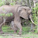 ZMB EAS SouthLuangwa 2016DEC10 KapaniLodge 020 : 2016, 2016 - African Adventures, Africa, Date, December, Eastern, Kapani Lodge, Mfuwe, Month, Places, South Luangwa, Trips, Year, Zambia
