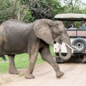 ZMB_EAS_SouthLuangwa_2016DEC10_KapaniLodge_023.jpg