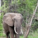 ZMB EAS SouthLuangwa 2016DEC10 KapaniLodge 024 : 2016, 2016 - African Adventures, Africa, Date, December, Eastern, Kapani Lodge, Mfuwe, Month, Places, South Luangwa, Trips, Year, Zambia