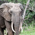 ZMB EAS SouthLuangwa 2016DEC10 KapaniLodge 025 : 2016, 2016 - African Adventures, Africa, Date, December, Eastern, Kapani Lodge, Mfuwe, Month, Places, South Luangwa, Trips, Year, Zambia