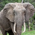 ZMB EAS SouthLuangwa 2016DEC10 KapaniLodge 026 : 2016, 2016 - African Adventures, Africa, Date, December, Eastern, Kapani Lodge, Mfuwe, Month, Places, South Luangwa, Trips, Year, Zambia