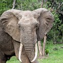 ZMB EAS SouthLuangwa 2016DEC10 KapaniLodge 027 : 2016, 2016 - African Adventures, Africa, Date, December, Eastern, Kapani Lodge, Mfuwe, Month, Places, South Luangwa, Trips, Year, Zambia