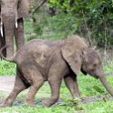 ZMB EAS SouthLuangwa 2016DEC10 KapaniLodge 028 : 2016, 2016 - African Adventures, Africa, Date, December, Eastern, Kapani Lodge, Mfuwe, Month, Places, South Luangwa, Trips, Year, Zambia