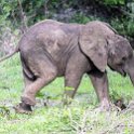 ZMB EAS SouthLuangwa 2016DEC10 KapaniLodge 029 : 2016, 2016 - African Adventures, Africa, Date, December, Eastern, Kapani Lodge, Mfuwe, Month, Places, South Luangwa, Trips, Year, Zambia