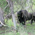 ZMB_EAS_SouthLuangwa_2016DEC10_KapaniLodge_030.jpg