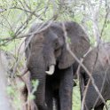 ZMB_EAS_SouthLuangwa_2016DEC10_KapaniLodge_031.jpg