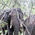 ZMB_EAS_SouthLuangwa_2016DEC10_KapaniLodge_032.jpg