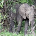 ZMB_EAS_SouthLuangwa_2016DEC10_KapaniLodge_033.jpg