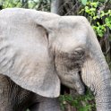 ZMB EAS SouthLuangwa 2016DEC10 KapaniLodge 034 : 2016, 2016 - African Adventures, Africa, Date, December, Eastern, Kapani Lodge, Mfuwe, Month, Places, South Luangwa, Trips, Year, Zambia
