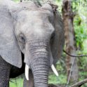 ZMB EAS SouthLuangwa 2016DEC10 KapaniLodge 035 : 2016, 2016 - African Adventures, Africa, Date, December, Eastern, Kapani Lodge, Mfuwe, Month, Places, South Luangwa, Trips, Year, Zambia