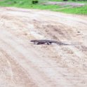 ZMB EAS SouthLuangwa 2016DEC10 KapaniLodge 036 : 2016, 2016 - African Adventures, Africa, Date, December, Eastern, Kapani Lodge, Mfuwe, Month, Places, South Luangwa, Trips, Year, Zambia