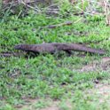 ZMB EAS SouthLuangwa 2016DEC10 KapaniLodge 037 : 2016, 2016 - African Adventures, Africa, Date, December, Eastern, Kapani Lodge, Mfuwe, Month, Places, South Luangwa, Trips, Year, Zambia