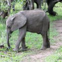 ZMB_EAS_SouthLuangwa_2016DEC10_KapaniLodge_038.jpg