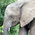 ZMB EAS SouthLuangwa 2016DEC10 KapaniLodge 041 : 2016, 2016 - African Adventures, Africa, Date, December, Eastern, Kapani Lodge, Mfuwe, Month, Places, South Luangwa, Trips, Year, Zambia