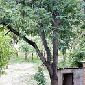 ZMB EAS SouthLuangwa 2016DEC10 NP 005 : 2016, 2016 - African Adventures, Africa, Date, December, Eastern, Mfuwe, Month, National Park, Places, South Luangwa, Trips, Year, Zambia