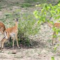 ZMB NOR SouthLuangwa 2016DEC10 NP 001 : 2016, 2016 - African Adventures, Africa, Date, December, Eastern, Month, National Park, Northern, Places, South Luangwa, Trips, Year, Zambia