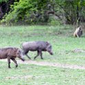 ZMB_NOR_SouthLuangwa_2016DEC10_NP_014.jpg