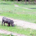 ZMB_NOR_SouthLuangwa_2016DEC10_NP_015.jpg