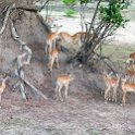 ZMB NOR SouthLuangwa 2016DEC10 NP 023 : Africa, Eastern, National Park, Northern, Places, South Luangwa, Zambia