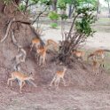 ZMB NOR SouthLuangwa 2016DEC10 NP 024 : Africa, Eastern, National Park, Northern, Places, South Luangwa, Zambia