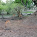 ZMB NOR SouthLuangwa 2016DEC10 NP 025 : Africa, Eastern, National Park, Northern, Places, South Luangwa, Zambia