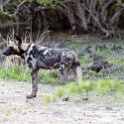 ZMB_NOR_SouthLuangwa_2016DEC10_NP_028.jpg