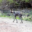 ZMB_NOR_SouthLuangwa_2016DEC10_NP_029.jpg