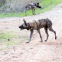 ZMB NOR SouthLuangwa 2016DEC10 NP 031 : 2016, 2016 - African Adventures, Africa, Date, December, Eastern, Month, National Park, Northern, Places, South Luangwa, Trips, Year, Zambia