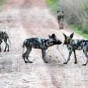 ZMB NOR SouthLuangwa 2016DEC10 NP 034 : 2016, 2016 - African Adventures, Africa, Date, December, Eastern, Month, National Park, Northern, Places, South Luangwa, Trips, Year, Zambia