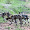 ZMB NOR SouthLuangwa 2016DEC10 NP 036 : 2016, 2016 - African Adventures, Africa, Date, December, Eastern, Month, National Park, Northern, Places, South Luangwa, Trips, Year, Zambia