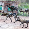 ZMB NOR SouthLuangwa 2016DEC10 NP 038 : 2016, 2016 - African Adventures, Africa, Date, December, Eastern, Month, National Park, Northern, Places, South Luangwa, Trips, Year, Zambia