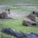 ZMB NOR SouthLuangwa 2016DEC10 NP 049 : 2016, 2016 - African Adventures, Africa, Date, December, Eastern, Month, National Park, Northern, Places, South Luangwa, Trips, Year, Zambia