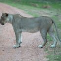 ZMB_NOR_SouthLuangwa_2016DEC10_NP_053.jpg