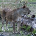 ZMB_NOR_SouthLuangwa_2016DEC10_NP_055.jpg