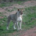 ZMB_NOR_SouthLuangwa_2016DEC10_NP_061.jpg