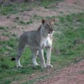 ZMB_NOR_SouthLuangwa_2016DEC10_NP_063.jpg